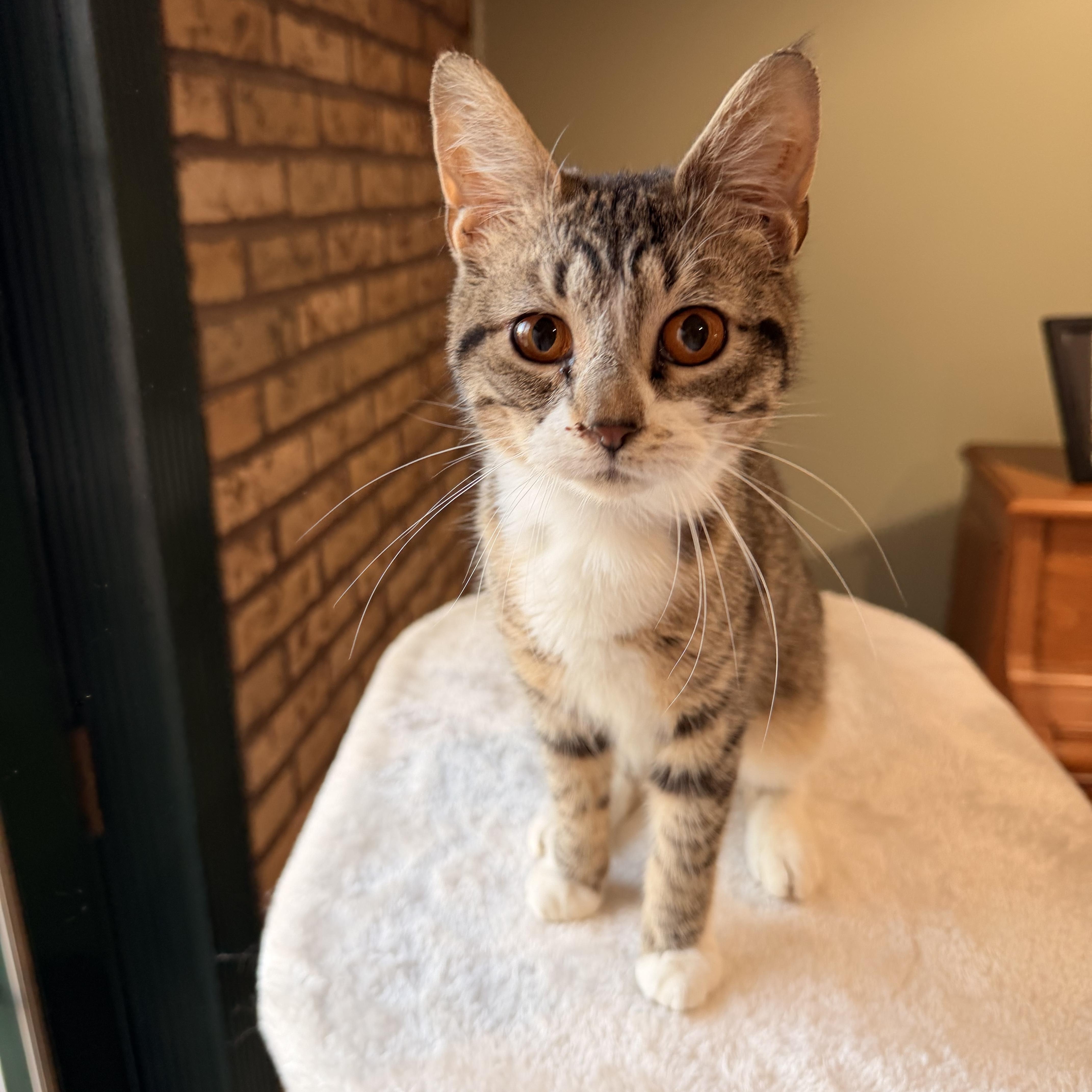 Enlarge Tootsie, a Adoptable mixed breed in Scranton, PA image 3/6
