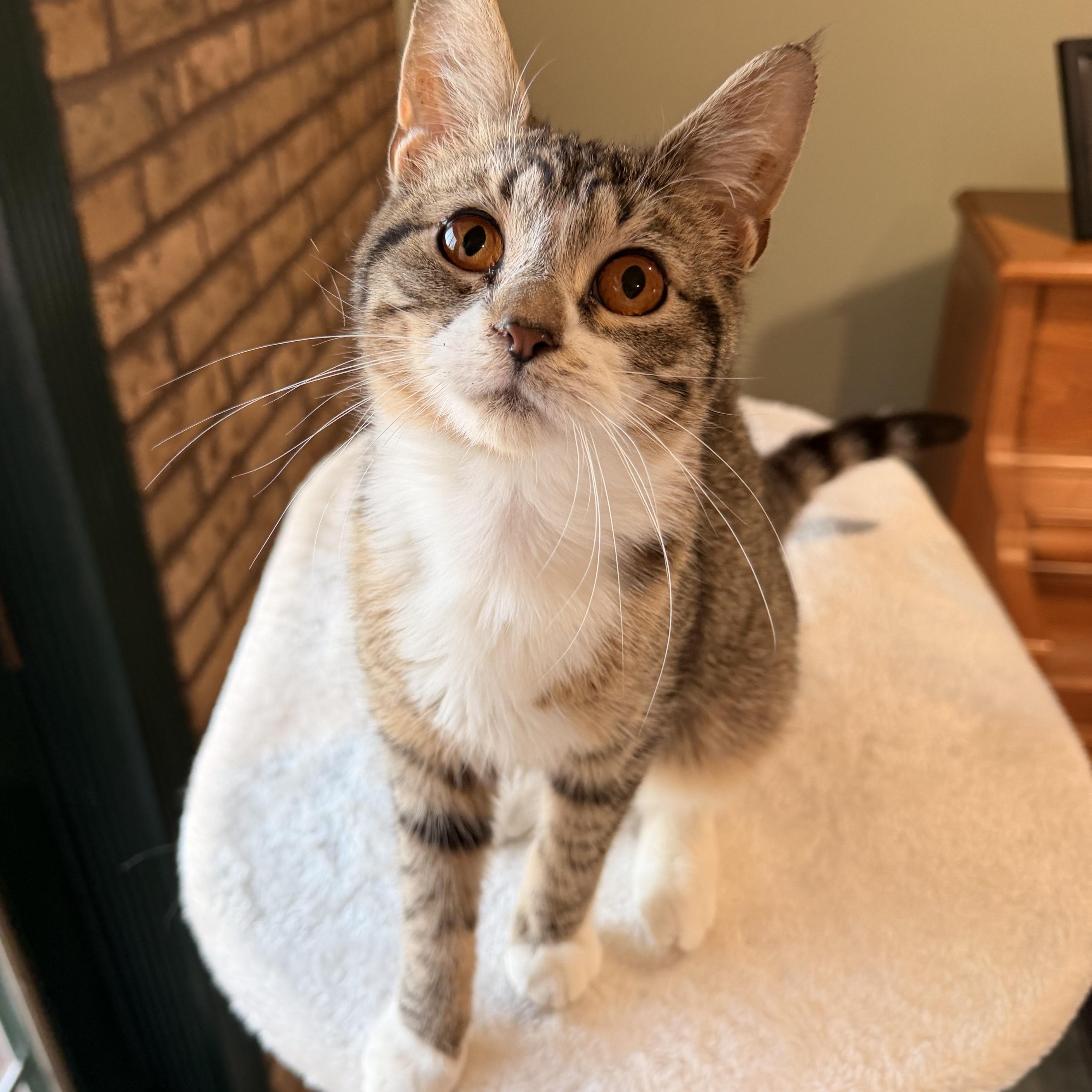 Enlarge Tootsie, a Adoptable mixed breed in Scranton, PA image 1/6