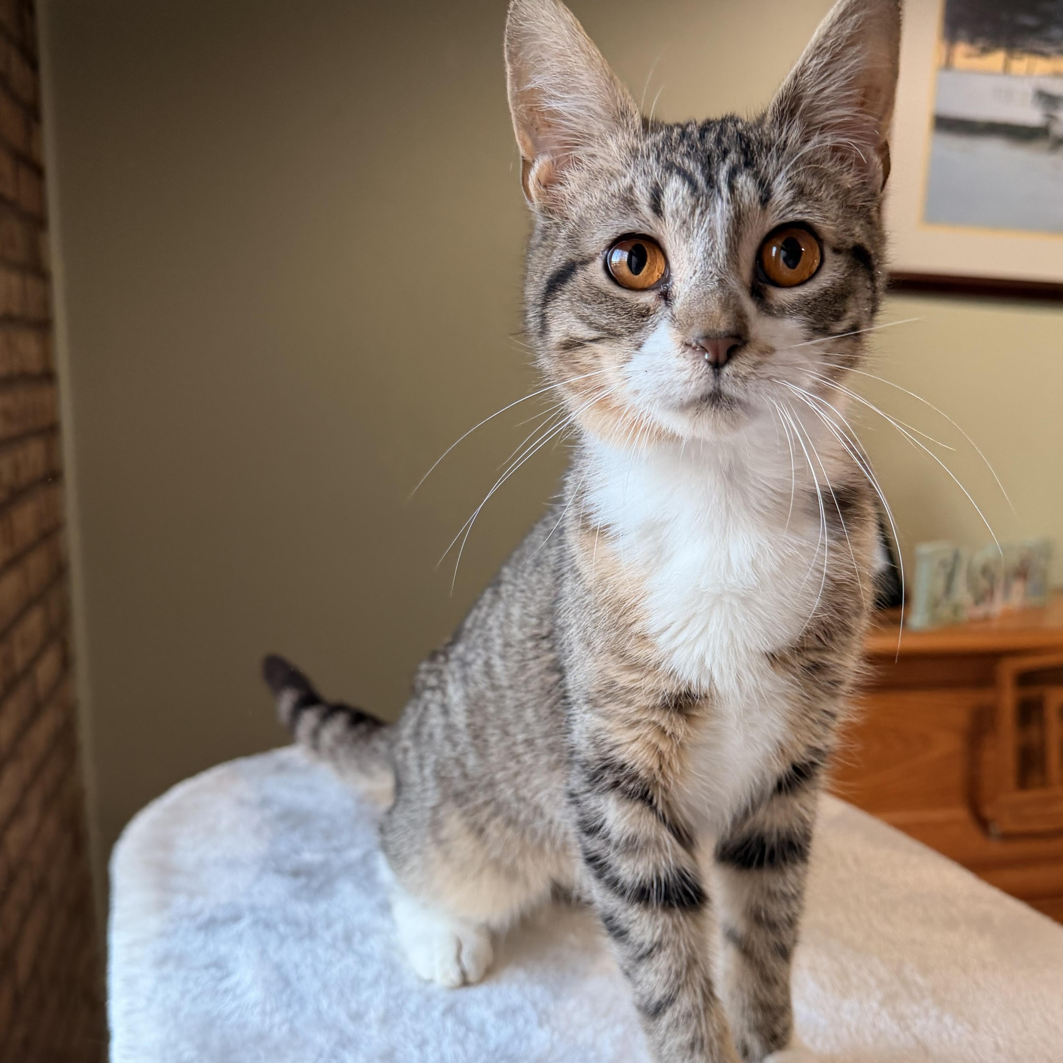 Enlarge Tootsie, a Adoptable mixed breed in Scranton, PA image 2/6