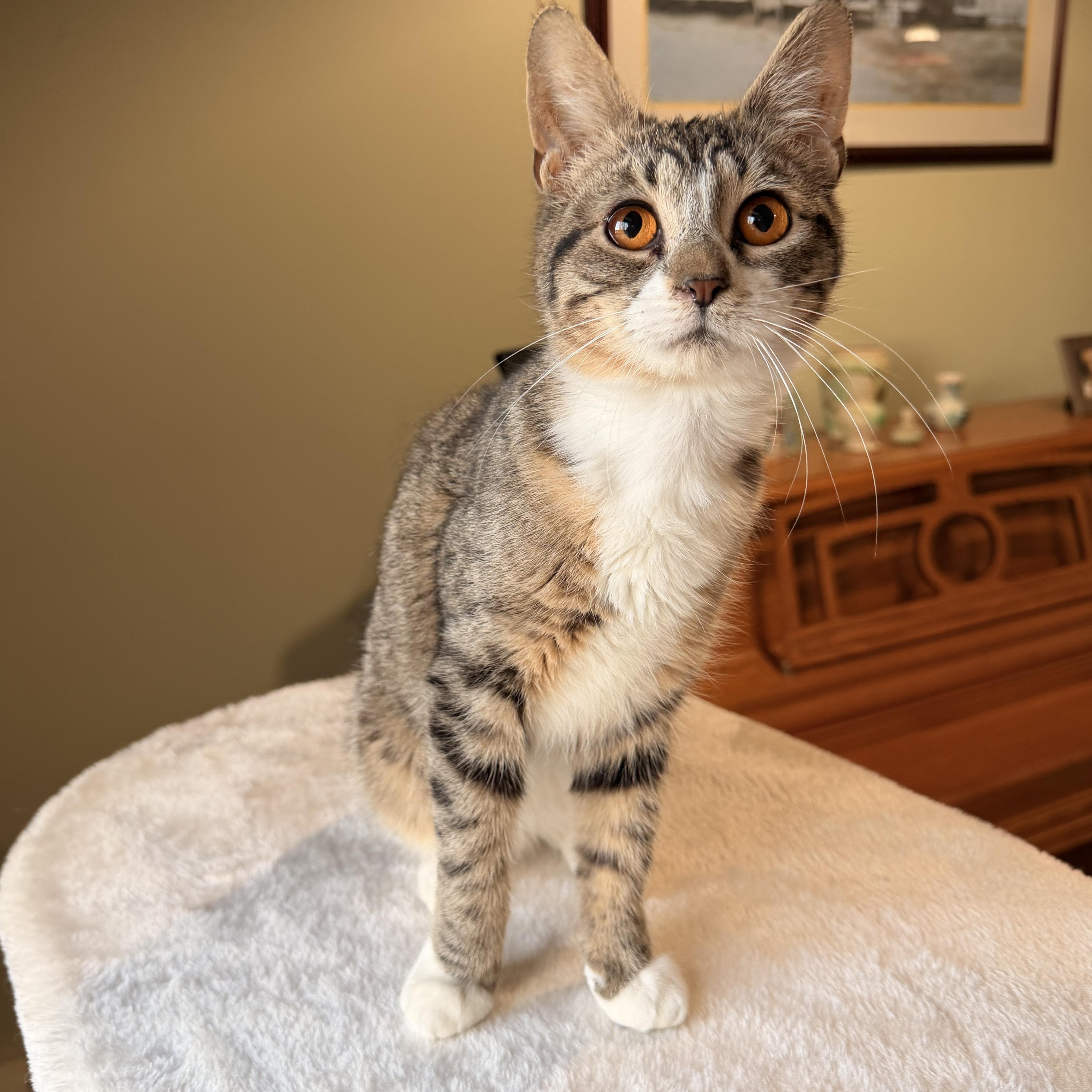 Enlarge Tootsie, a Adoptable mixed breed in Scranton, PA image 5/6