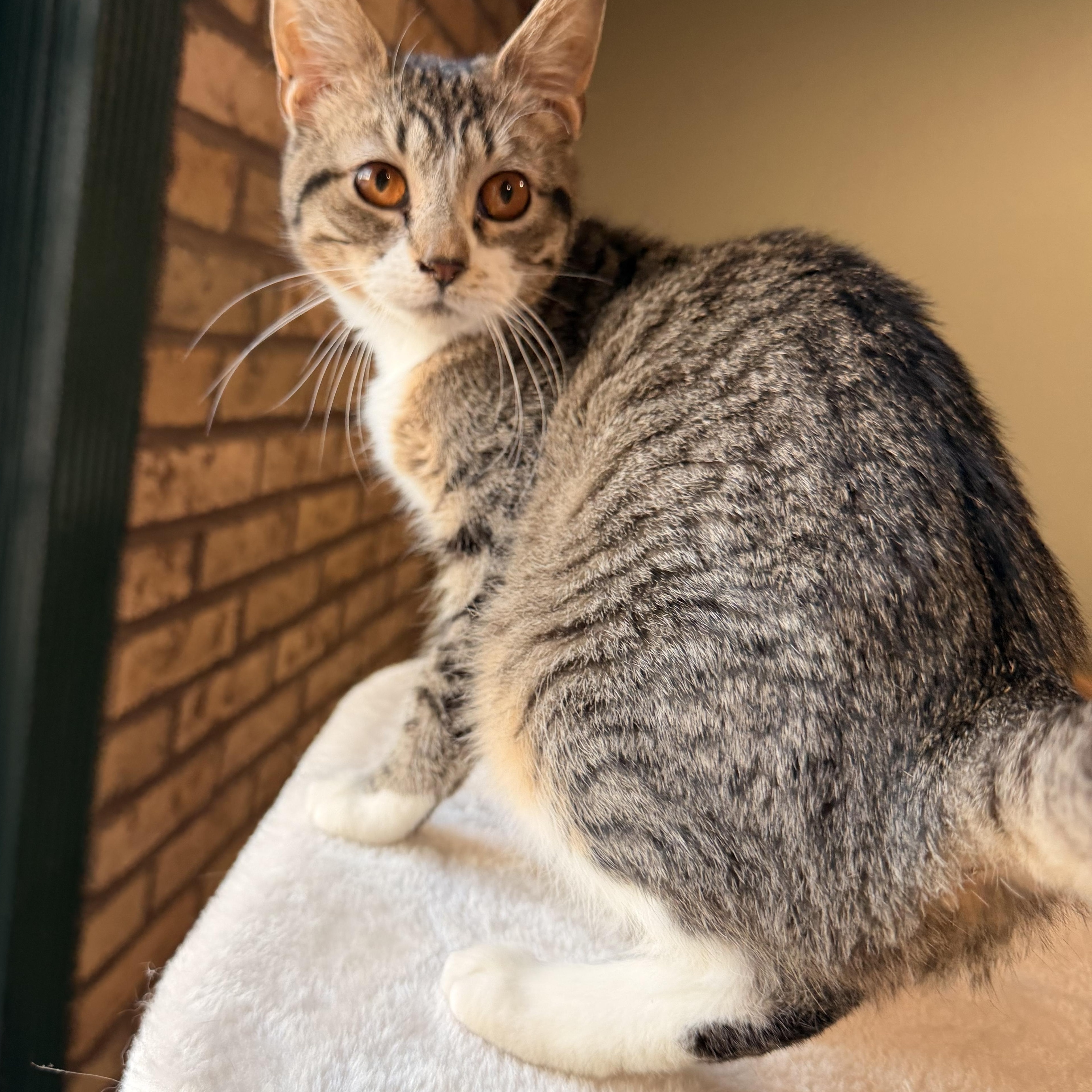 Enlarge Tootsie, a Adoptable mixed breed in Scranton, PA image 4/6