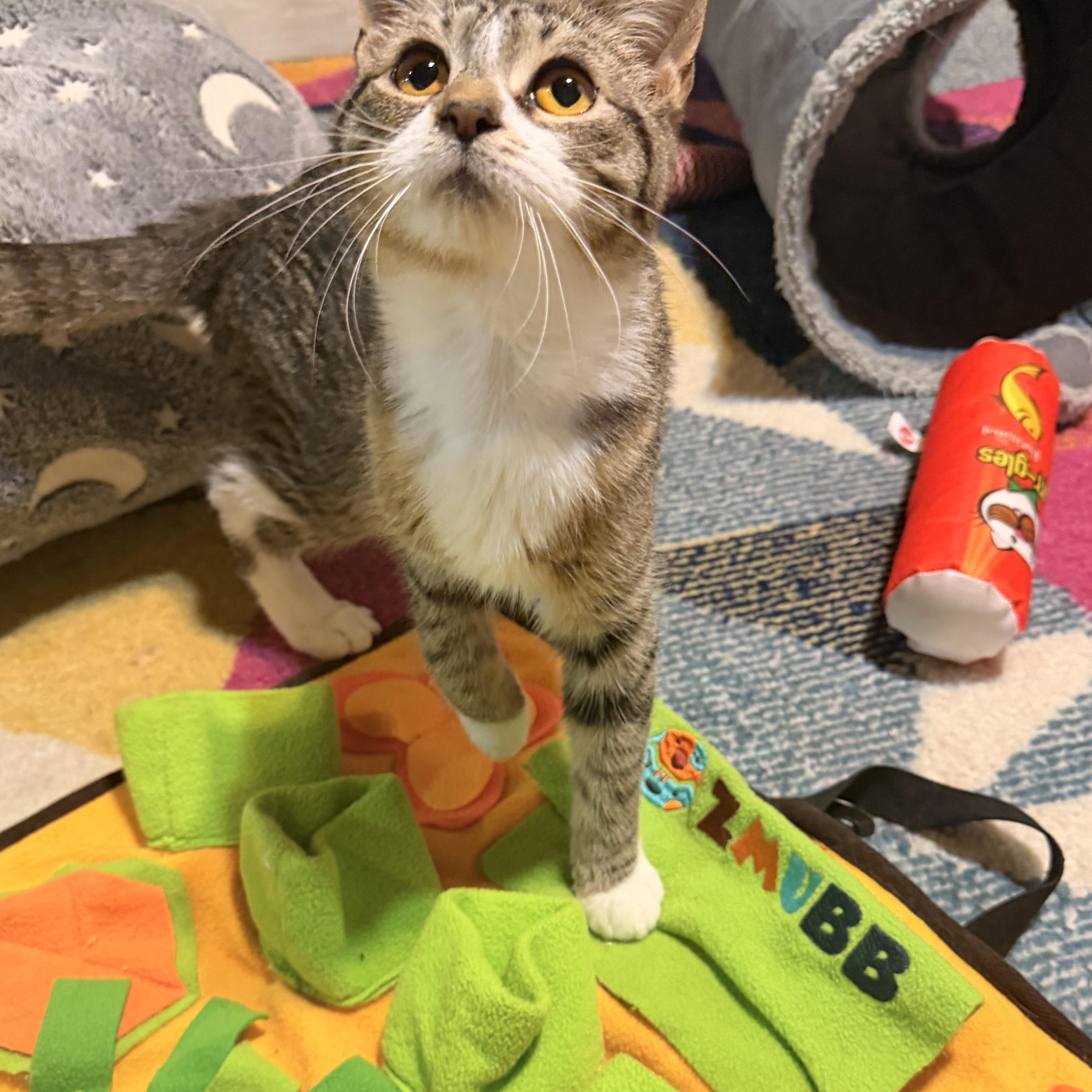 Enlarge Tootsie, a Adoptable mixed breed in Scranton, PA image 6/6