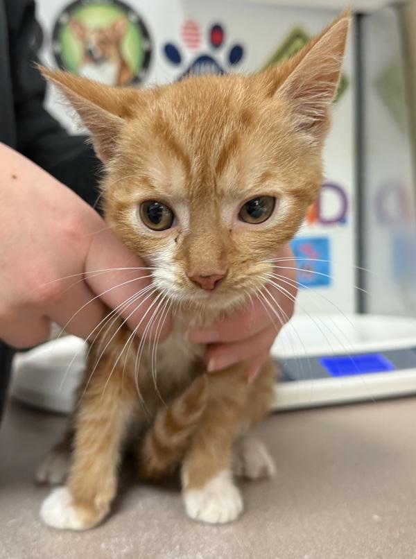 Butterball thumbnail 2