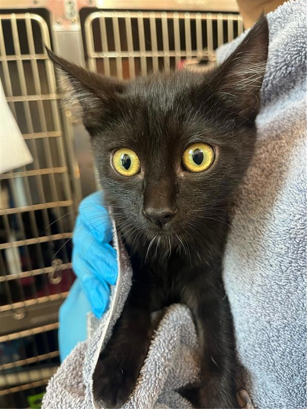 Papyrus, Adoptable, Kitten Female Domestic Short Hair.
