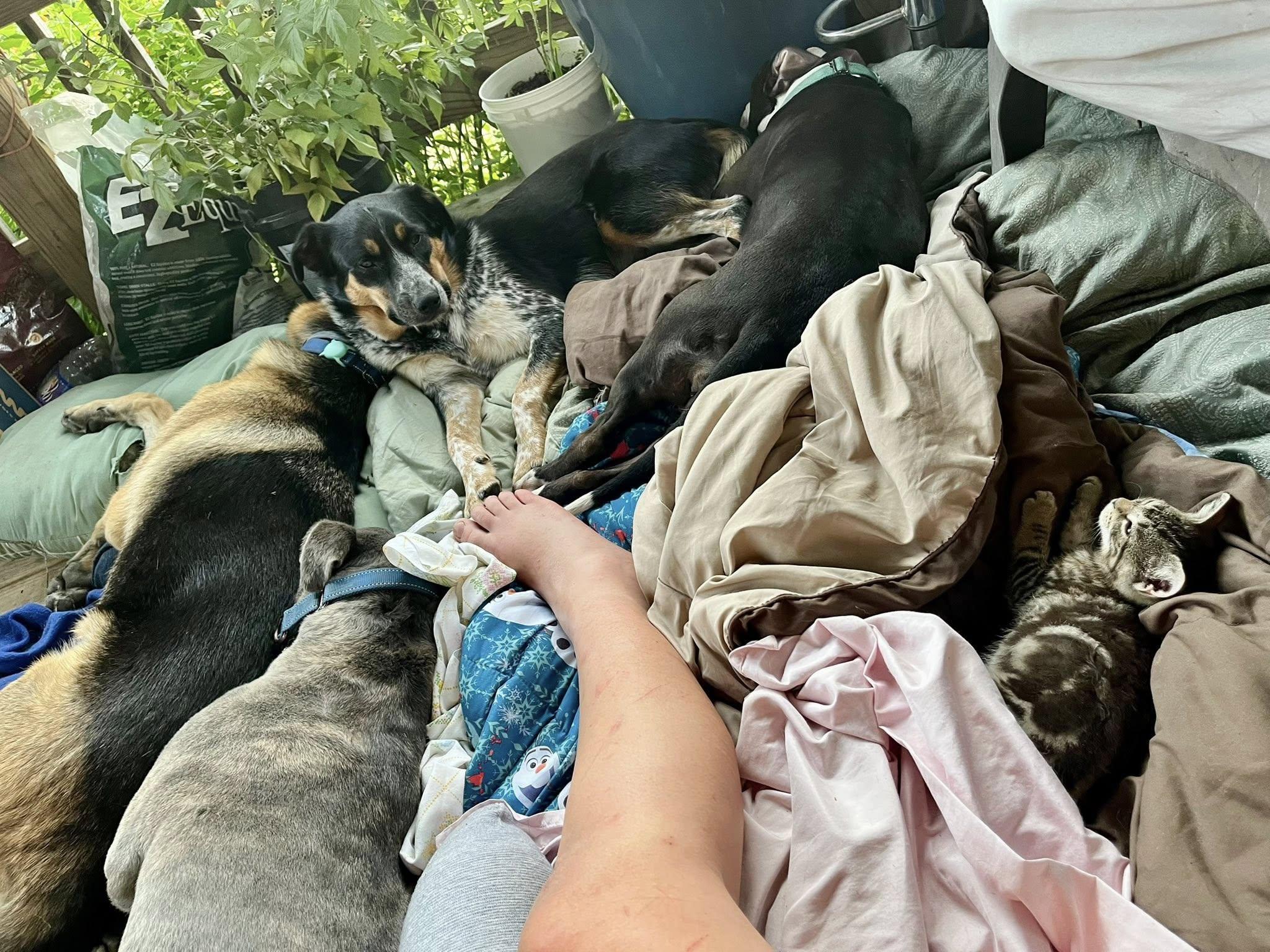 Kermit, a ADOPTABLE Australian Cattle Dog / Blue Heeler in Elkland, PA image 3/6