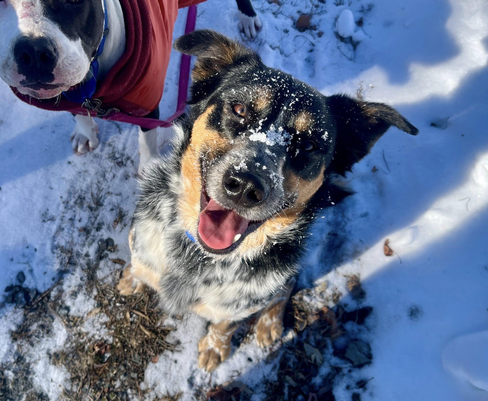 Kermit, a ADOPTABLE Australian Cattle Dog / Blue Heeler in Elkland, PA image 1/6