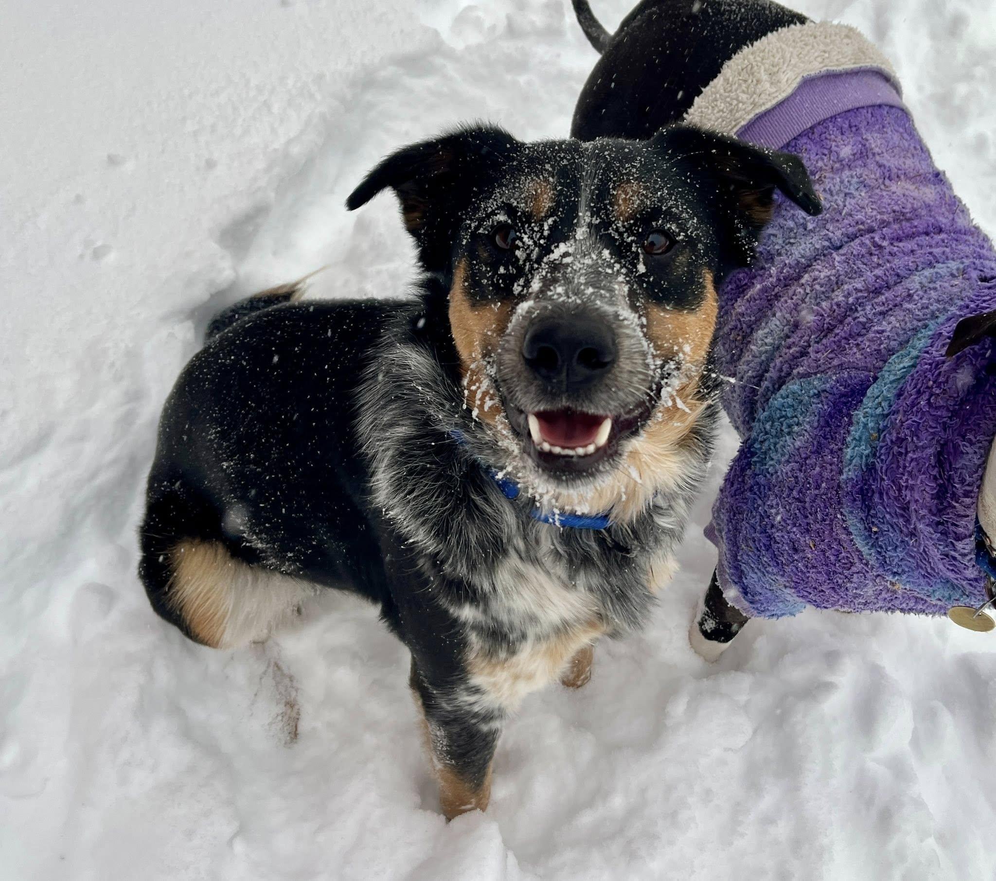 Kermit, a ADOPTABLE Australian Cattle Dog / Blue Heeler in Elkland, PA image 6/6