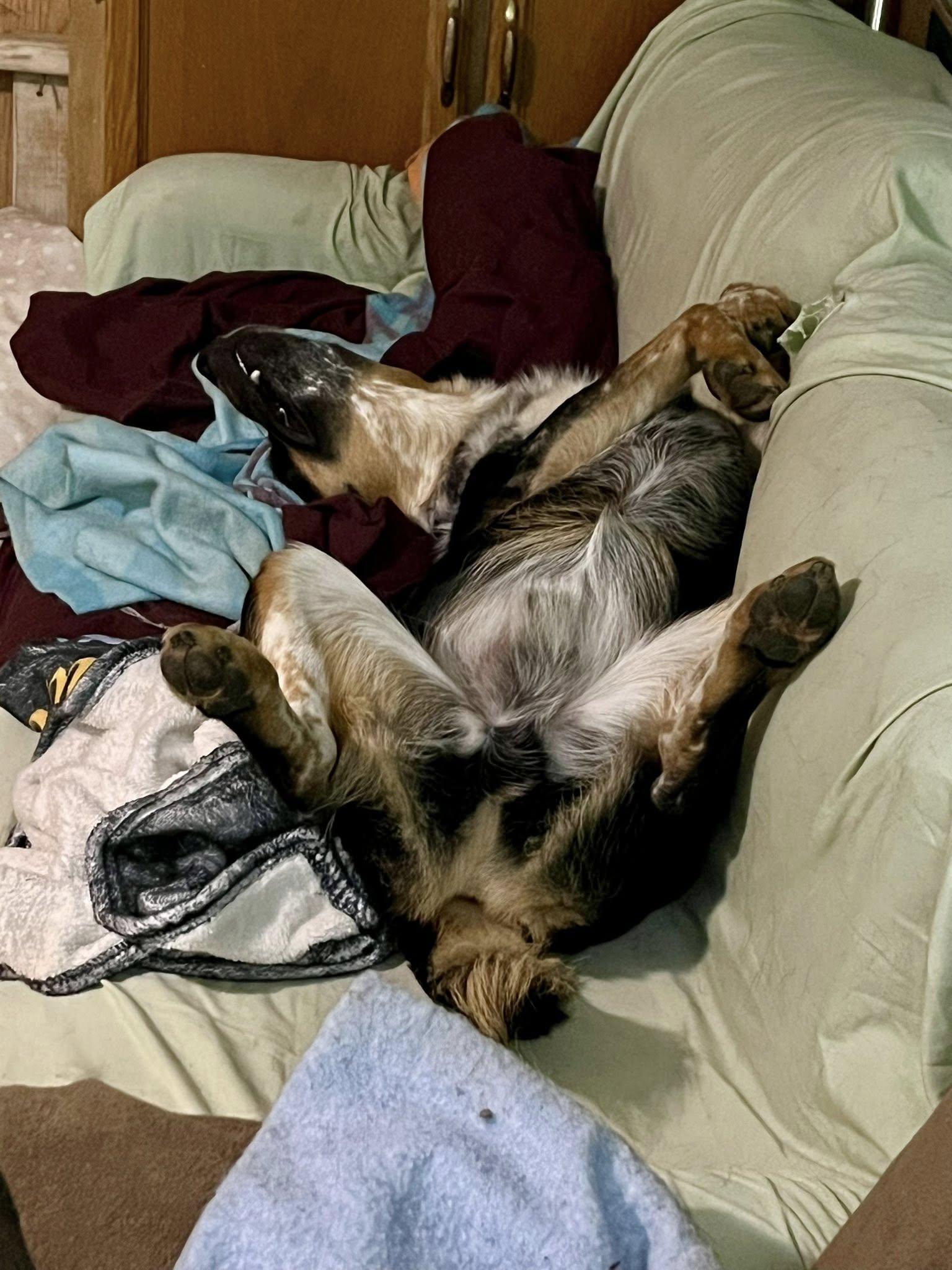 Kermit, a ADOPTABLE Australian Cattle Dog / Blue Heeler in Elkland, PA image 4/6