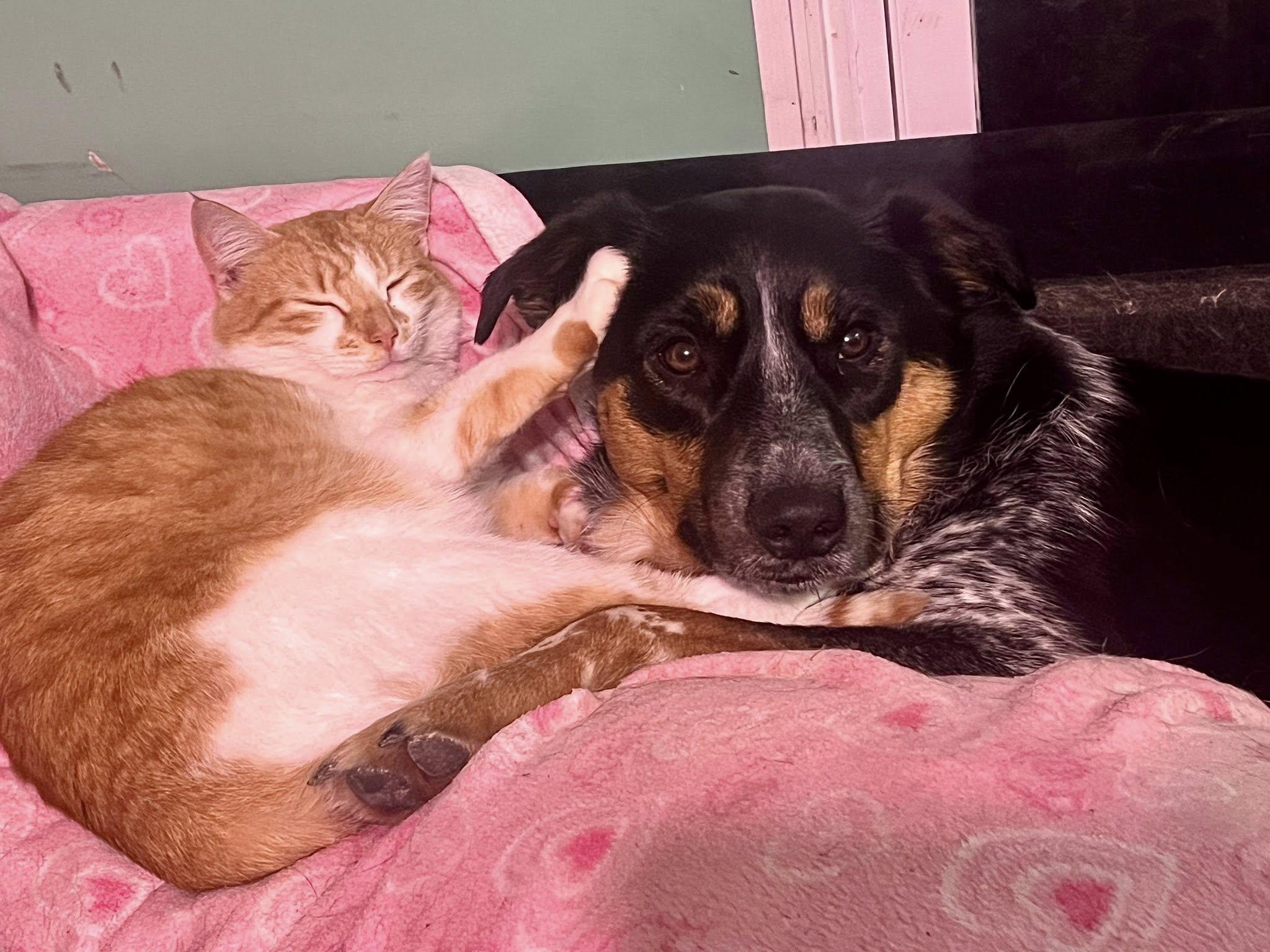 Kermit, a ADOPTABLE Australian Cattle Dog / Blue Heeler in Elkland, PA image 5/6