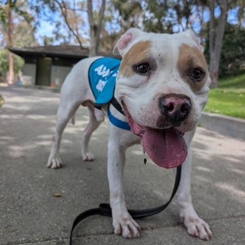 Kilo, Adoptable, Adult Male Pit Bull Terrier.