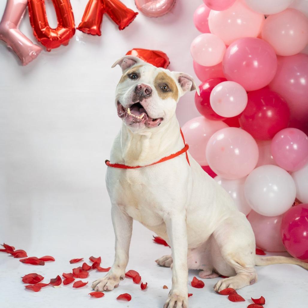 Enlarge Kilo, a Adoptable mixed breed in Long Beach, CA image 2/6