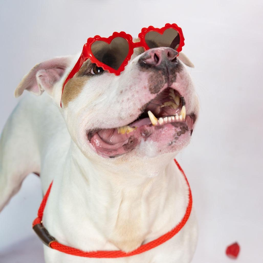 Enlarge Kilo, a Adoptable mixed breed in Long Beach, CA image 4/6