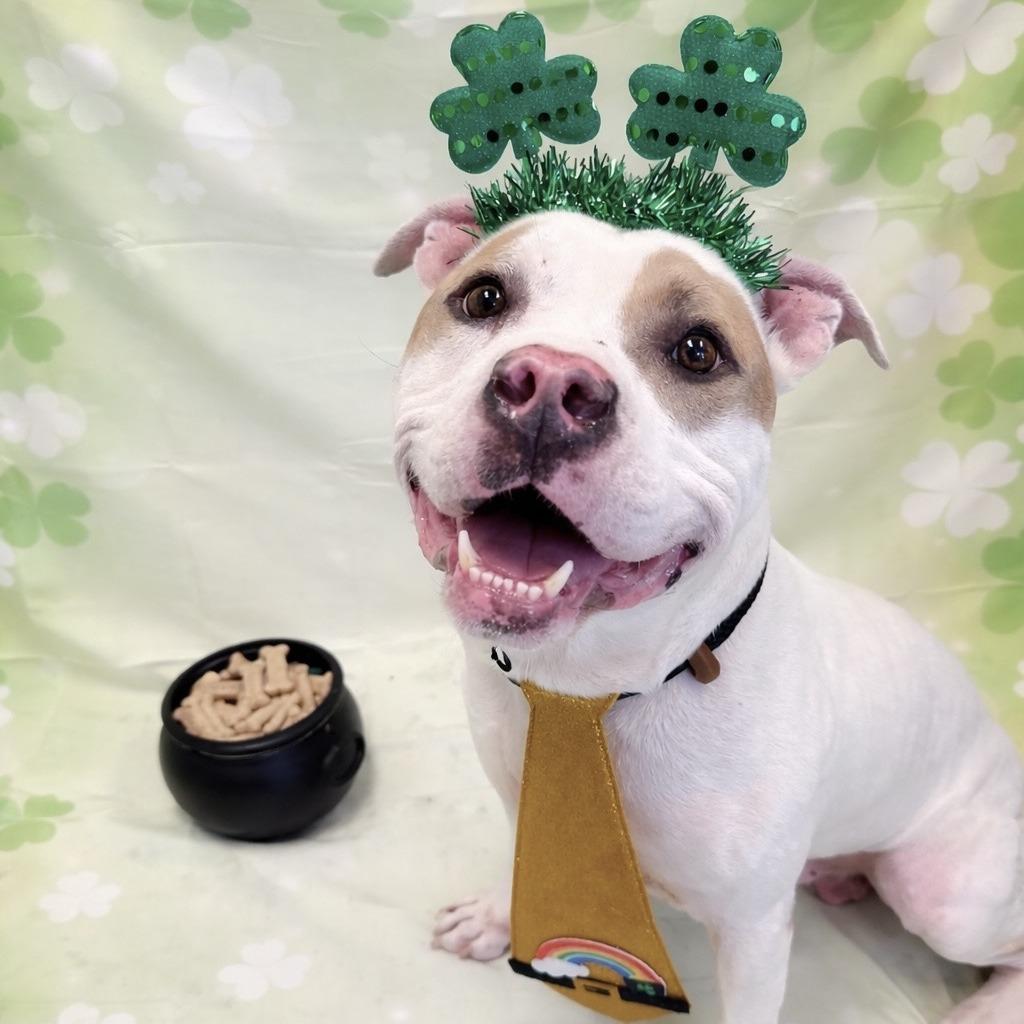 Enlarge Kilo, a Adoptable mixed breed in Long Beach, CA image 6/6