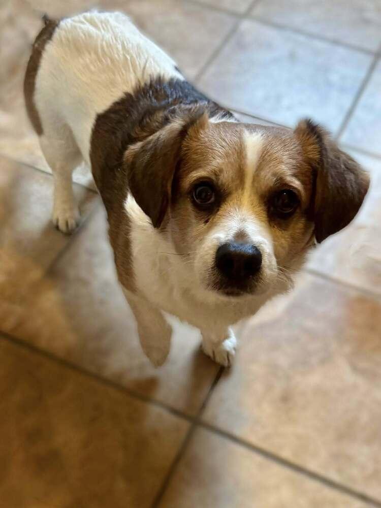 Moose, Adoptable, Senior Male Beagle.