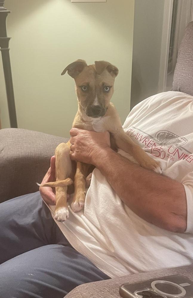 Tohka, Adoptable, Puppy Female Black Mouth Cur & Shepherd.