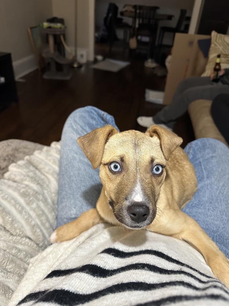 Tonka, Adoptable, Puppy Female Black Mouth Cur & Shepherd.