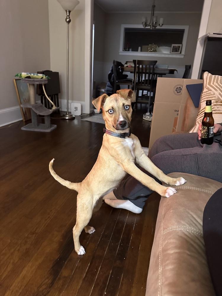 Enlarge Tonka, a Adoptable mixed breed in Willingboro, NJ image 2/6