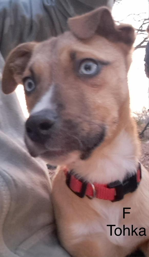 Tohka, a Adoptable mixed breed in Willingboro, NJ image 3/6