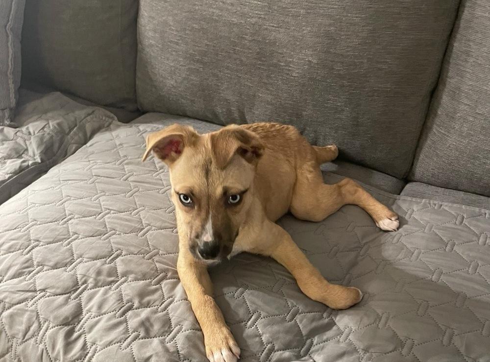 Tohka, a Adoptable mixed breed in Willingboro, NJ image 4/6