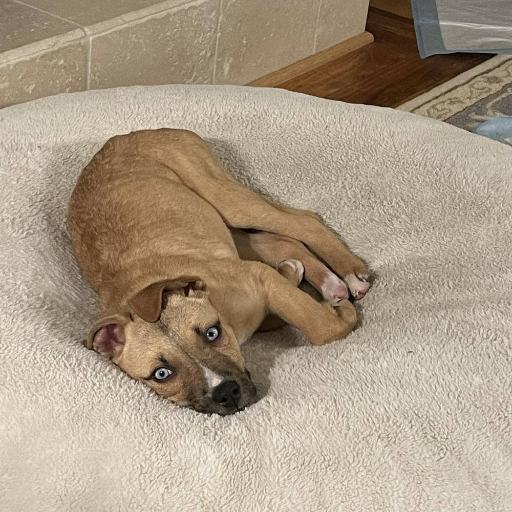 Tohka, a Adoptable mixed breed in Willingboro, NJ image 5/6