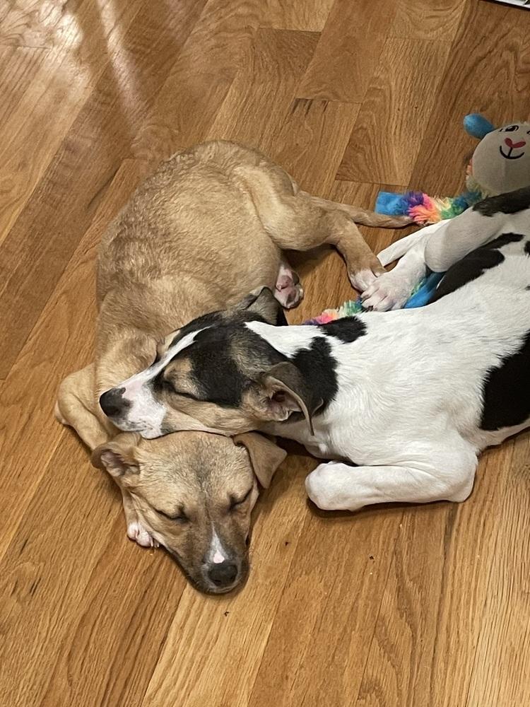 Tohka, a Adoptable mixed breed in Willingboro, NJ image 6/6