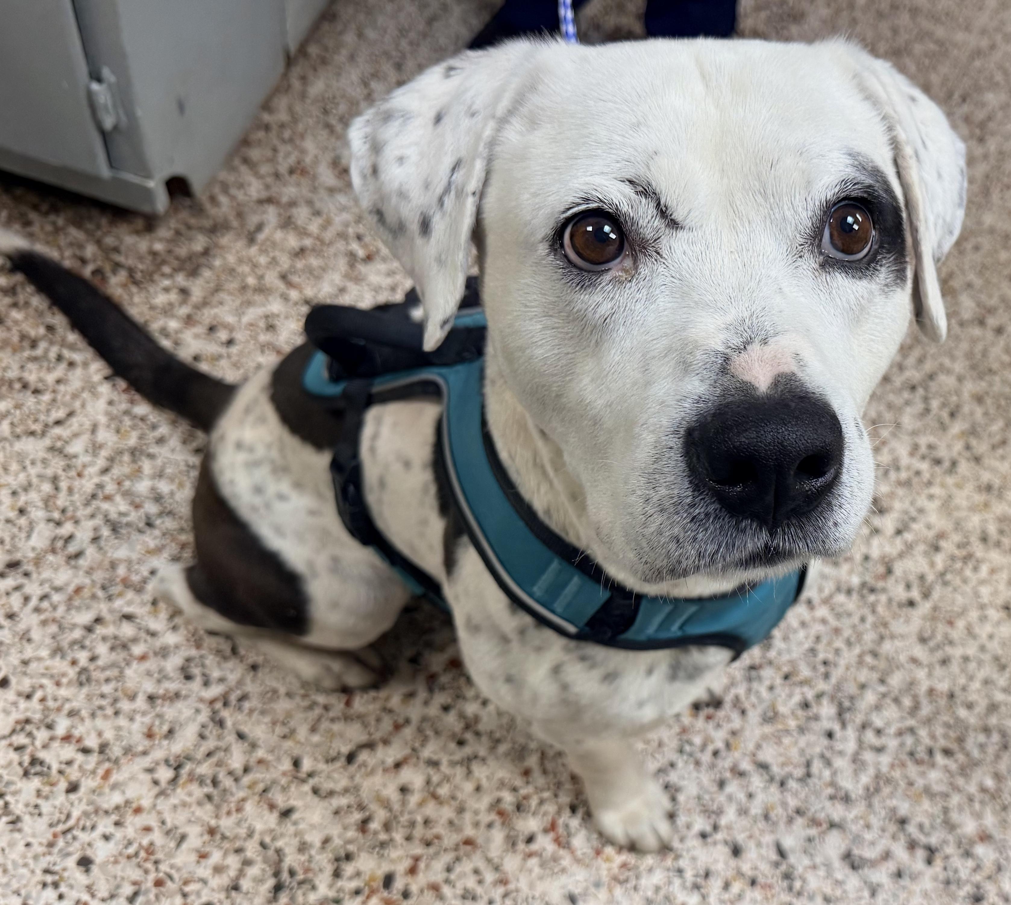 Ridzo, ADOPTABLE, Adult Male Boxer & Pointer.