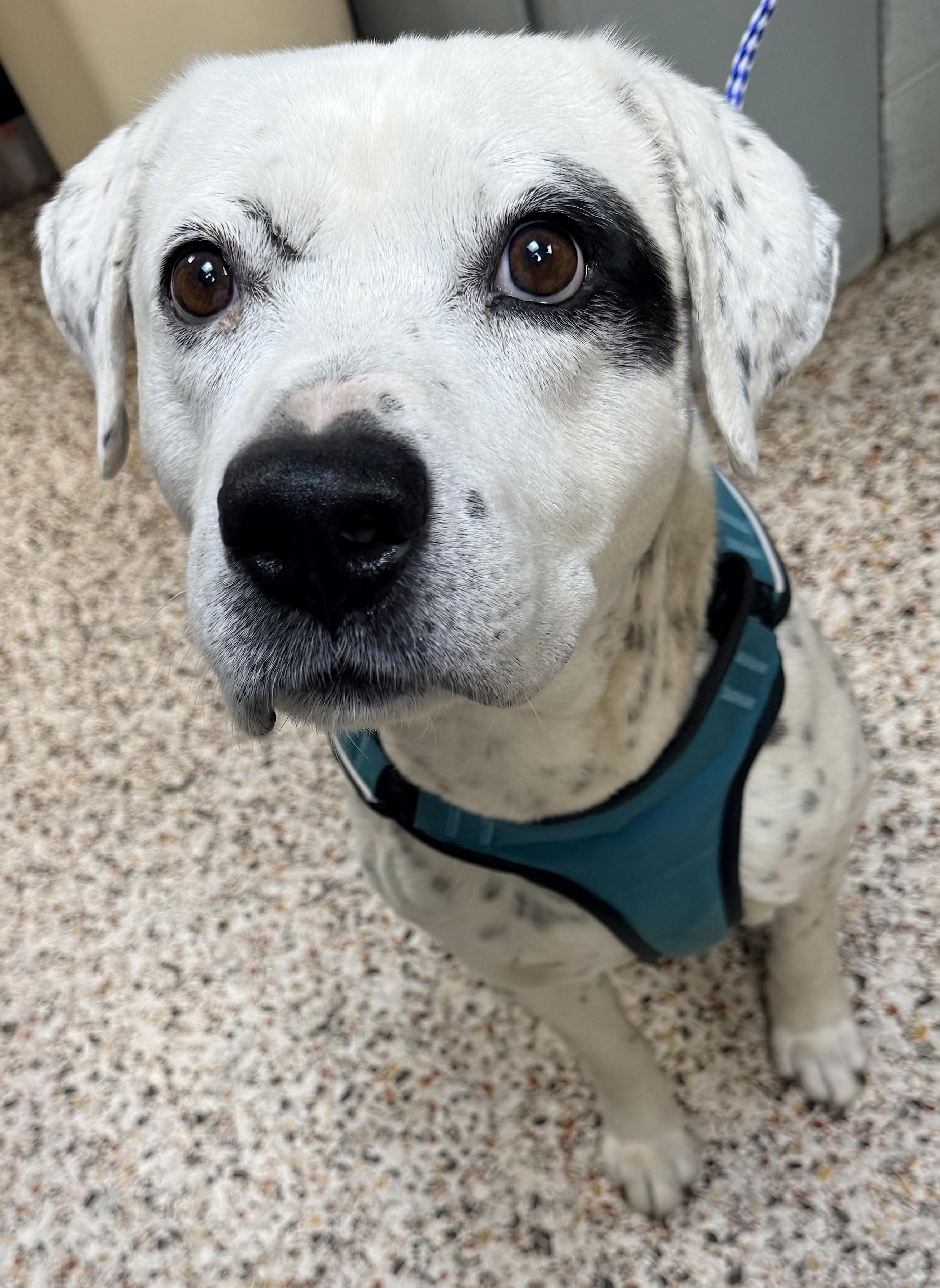 Ridzo, a ADOPTABLE mixed breed in Mount Airy, NC image 3/6