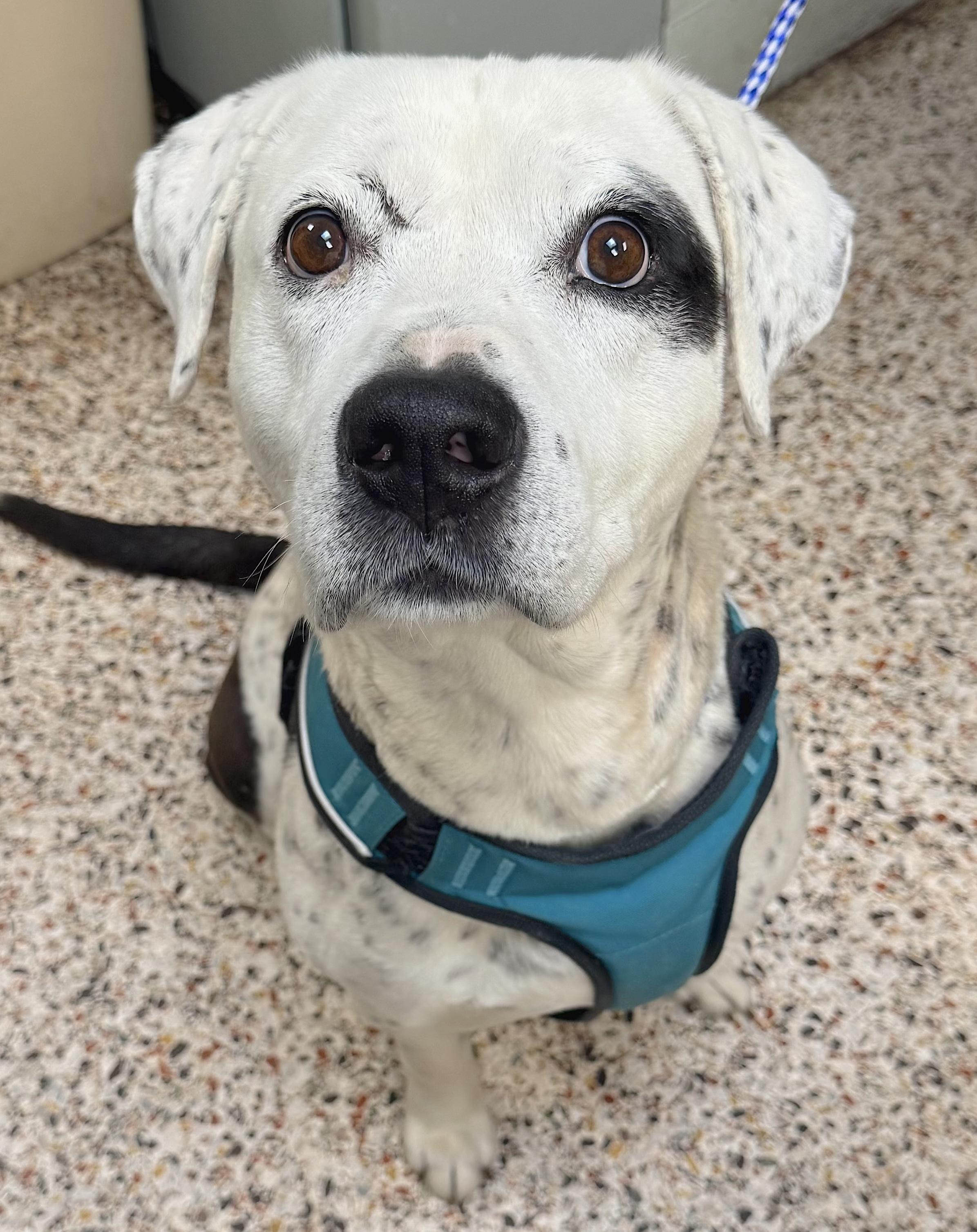 Ridzo, a ADOPTABLE mixed breed in Mount Airy, NC image 2/6