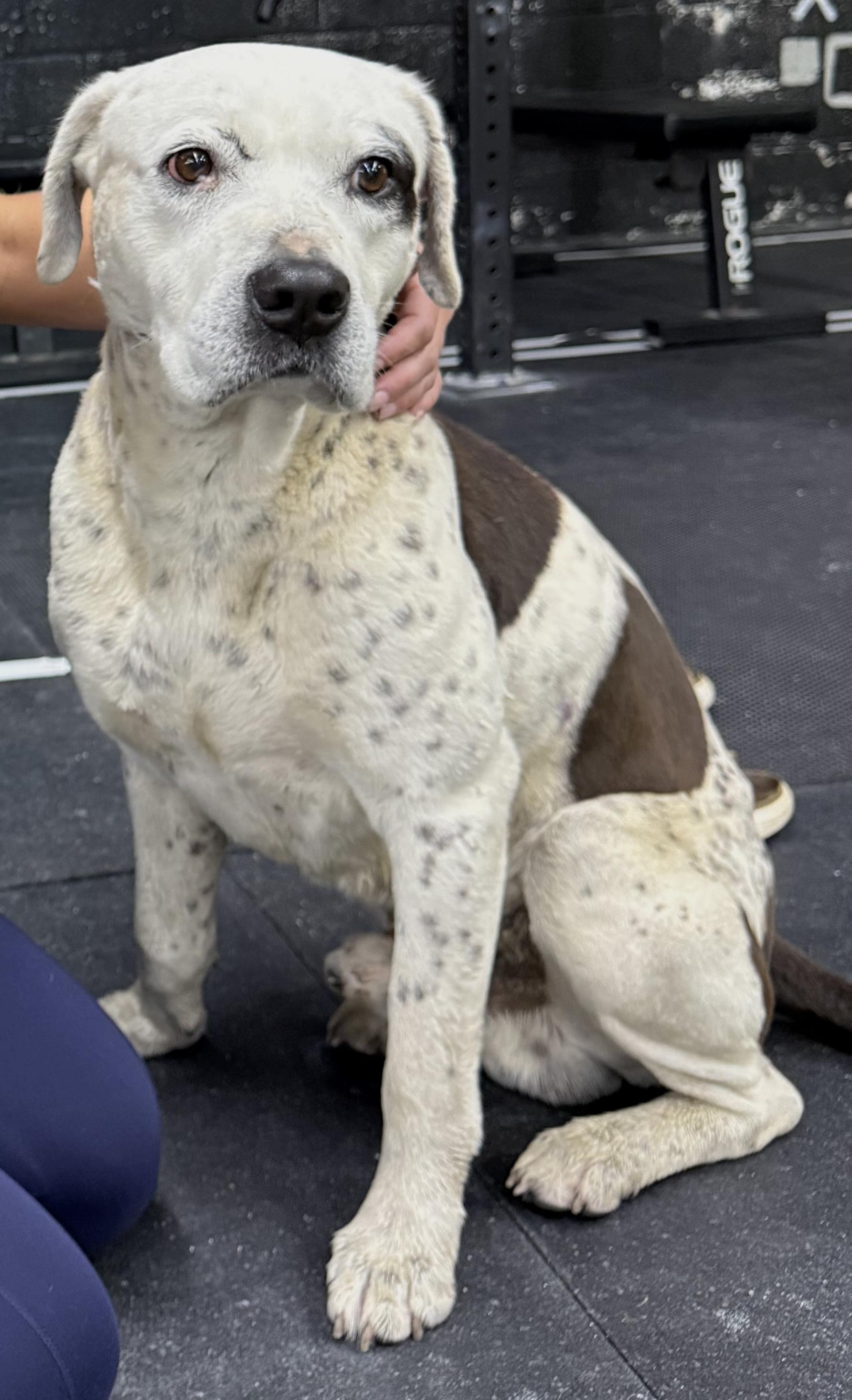 Ridzo, a ADOPTABLE mixed breed in Mount Airy, NC image 4/6