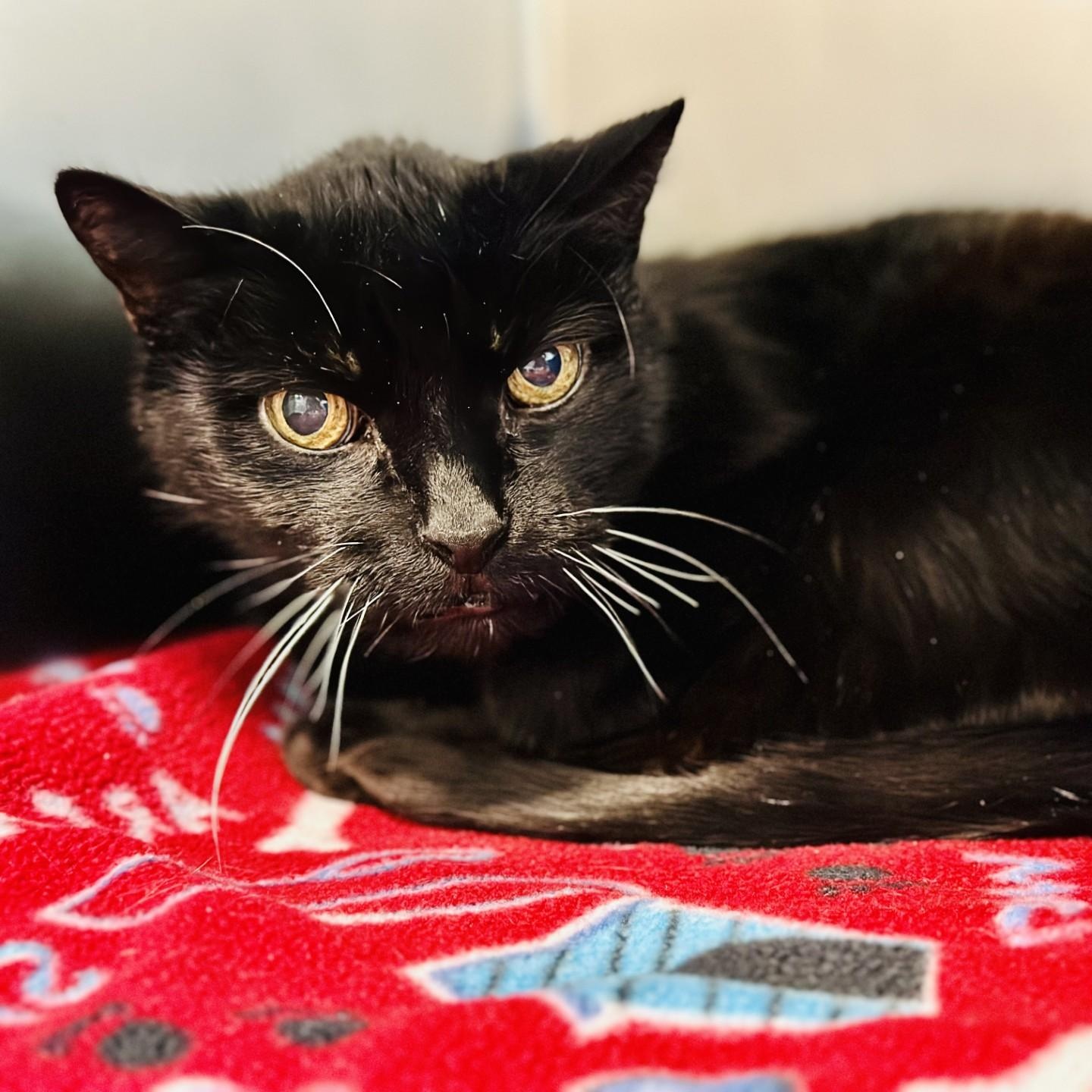 Enlarge Casey , a ADOPTABLE Domestic Short Hair in Jackson, NJ image 1/2