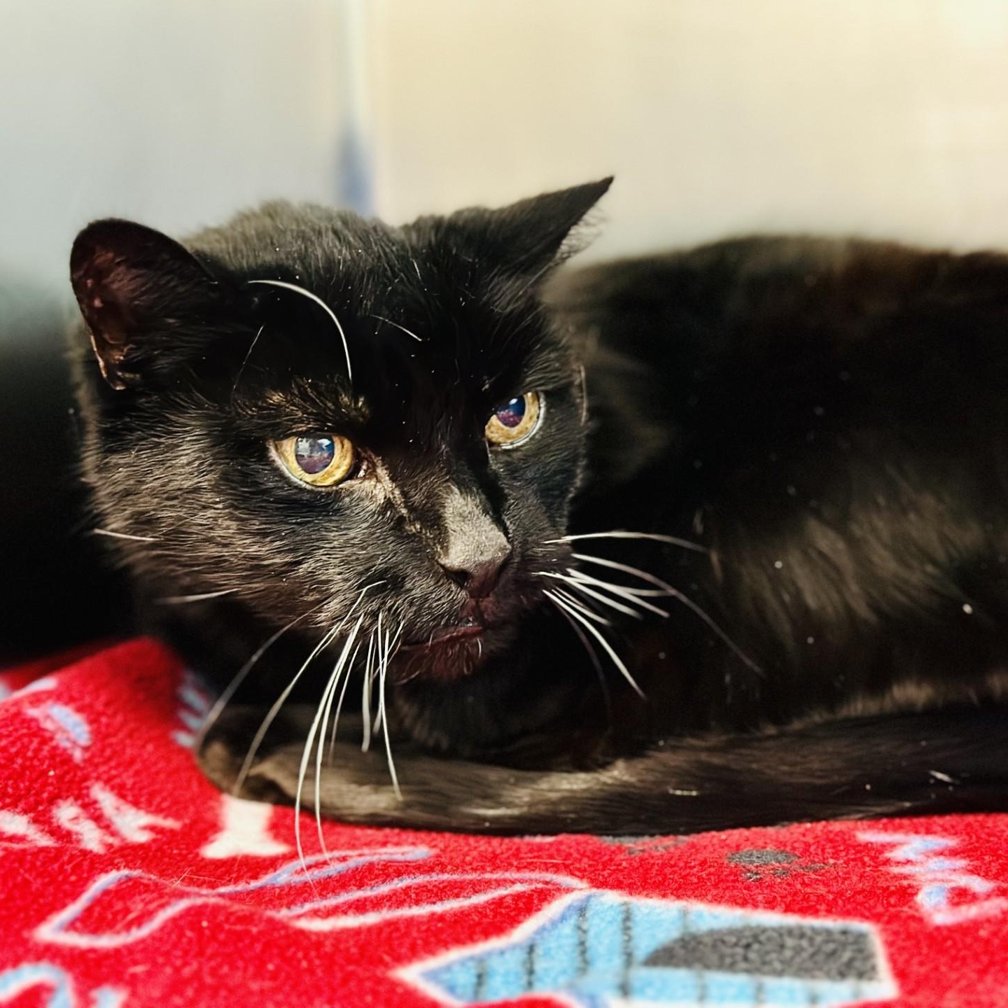 Enlarge Casey , a ADOPTABLE Domestic Short Hair in Jackson, NJ image 2/2