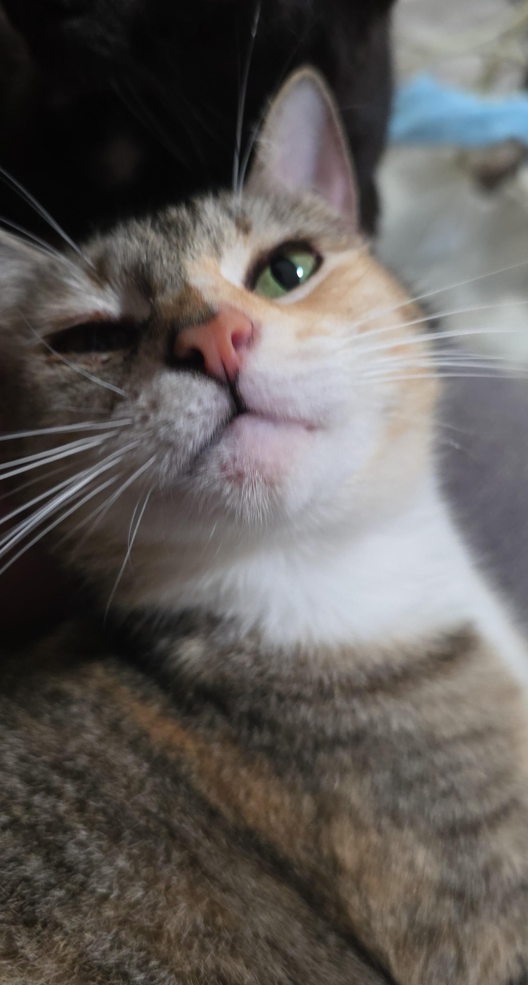 Enlarge TAFFY, a Adoptable Domestic Short Hair in Silver Springs, FL image 2/5