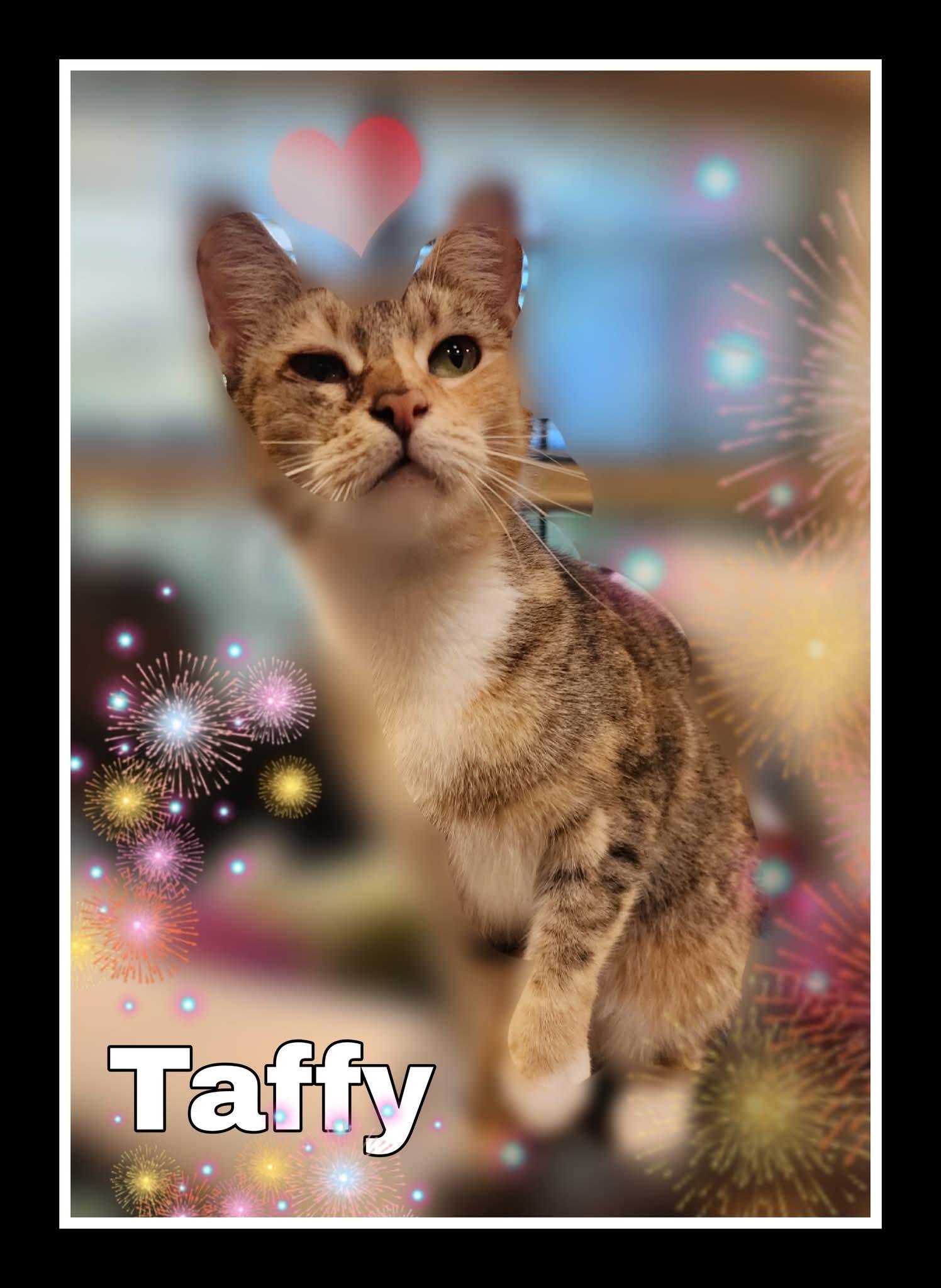 Enlarge TAFFY, a Adoptable Domestic Short Hair in Silver Springs, FL image 1/1