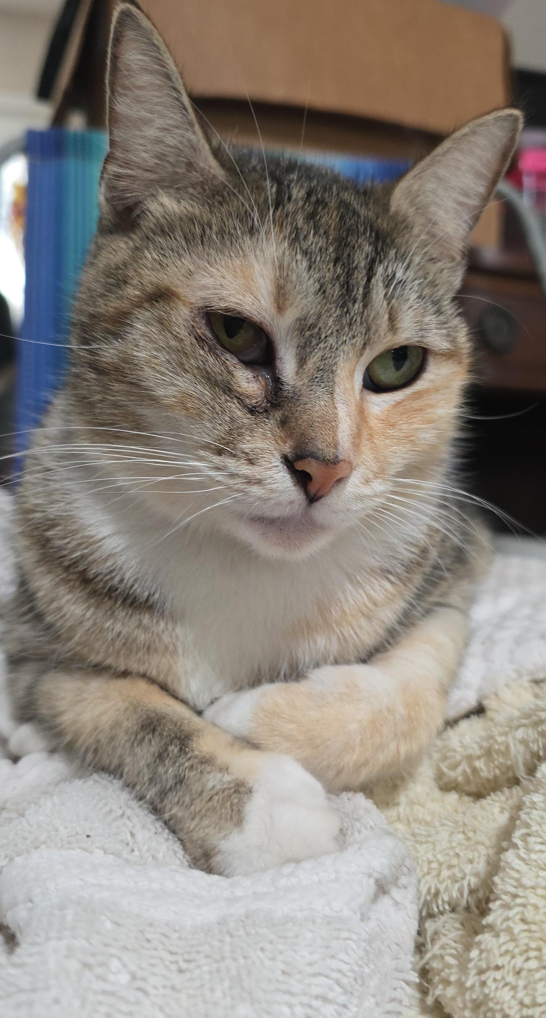 Enlarge TAFFY, a Adoptable Domestic Short Hair in Silver Springs, FL image 3/5