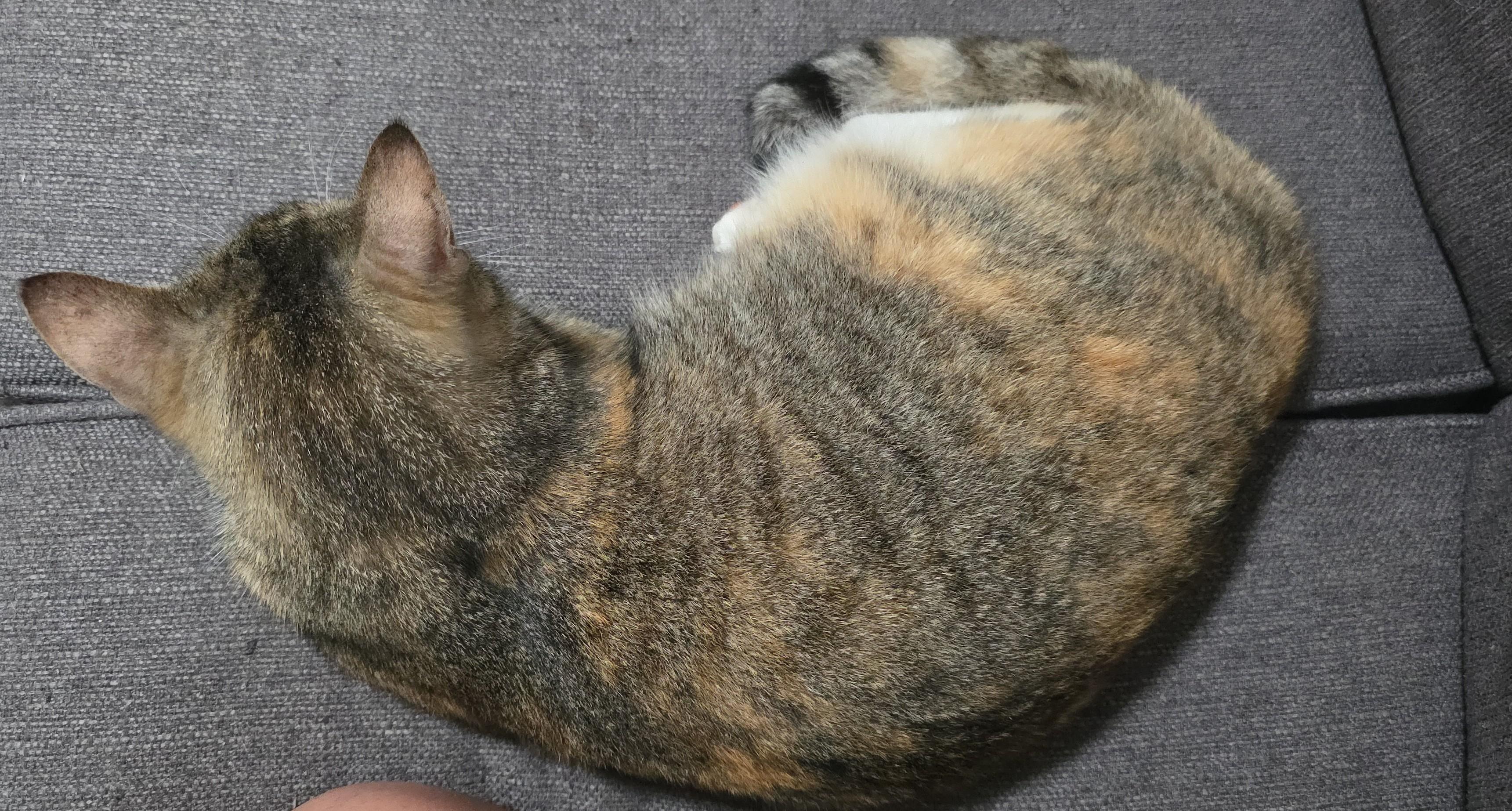 Enlarge TAFFY, a Adoptable Domestic Short Hair in Silver Springs, FL image 5/5