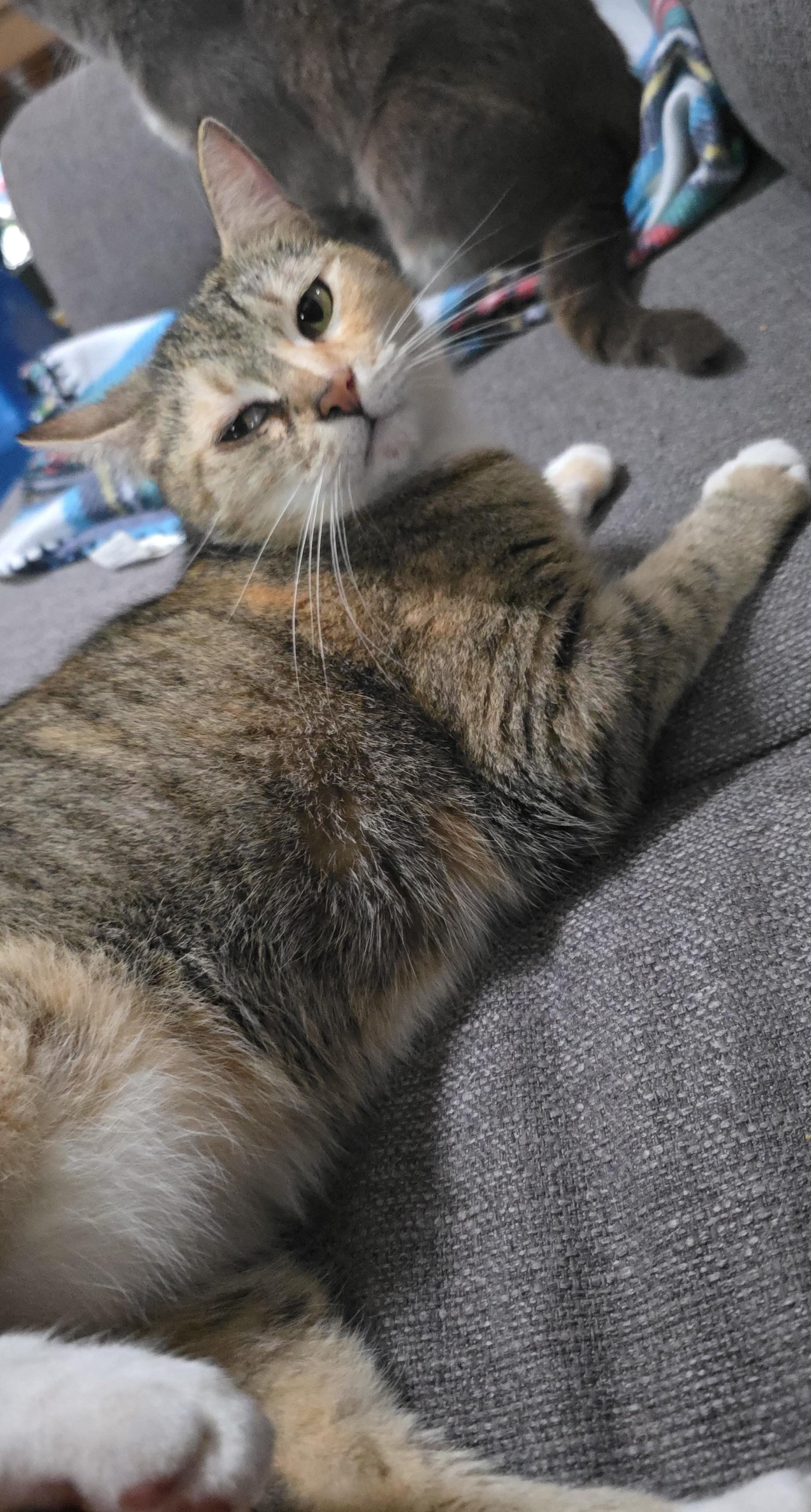 Enlarge TAFFY, a Adoptable Domestic Short Hair in Silver Springs, FL image 4/5