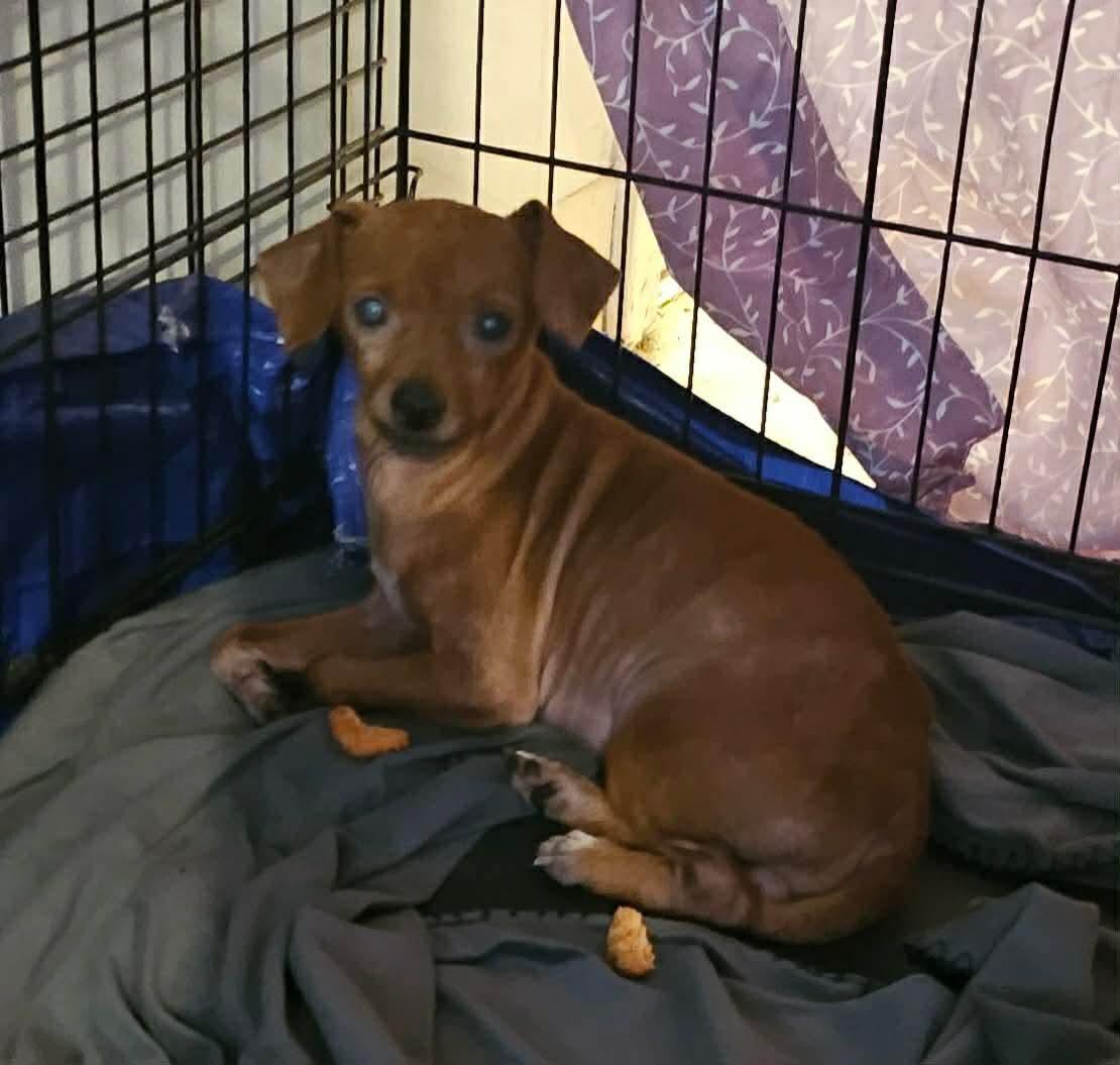 Charlie, a Adoptable Chihuahua in Richmond, KY image 2/3