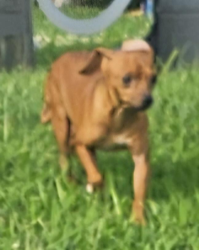 Charlie, a Adoptable Chihuahua in Richmond, KY image 3/3