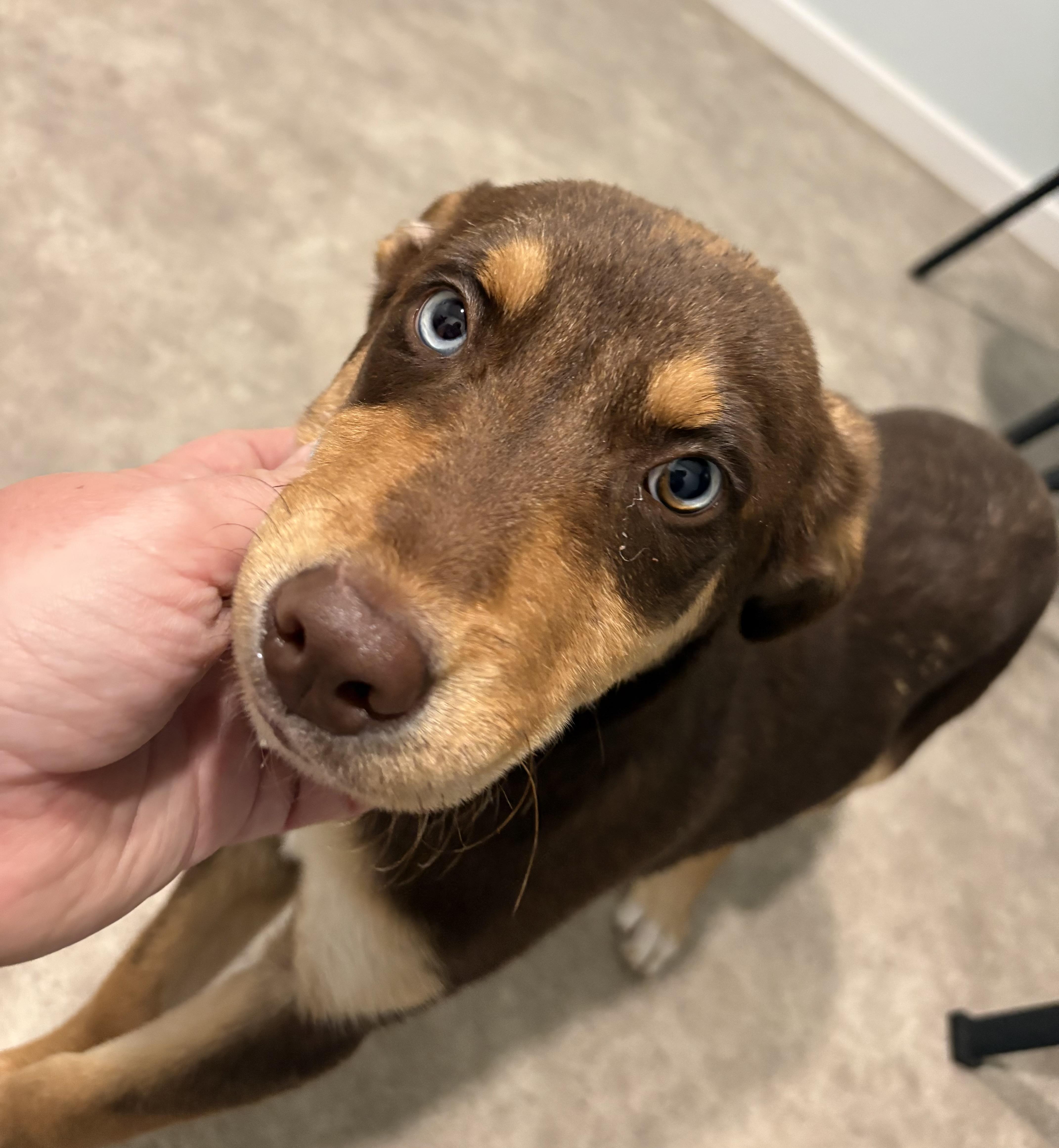 Enlarge Mozzarella , a ADOPTABLE mixed breed in Grant, NE image 2/5