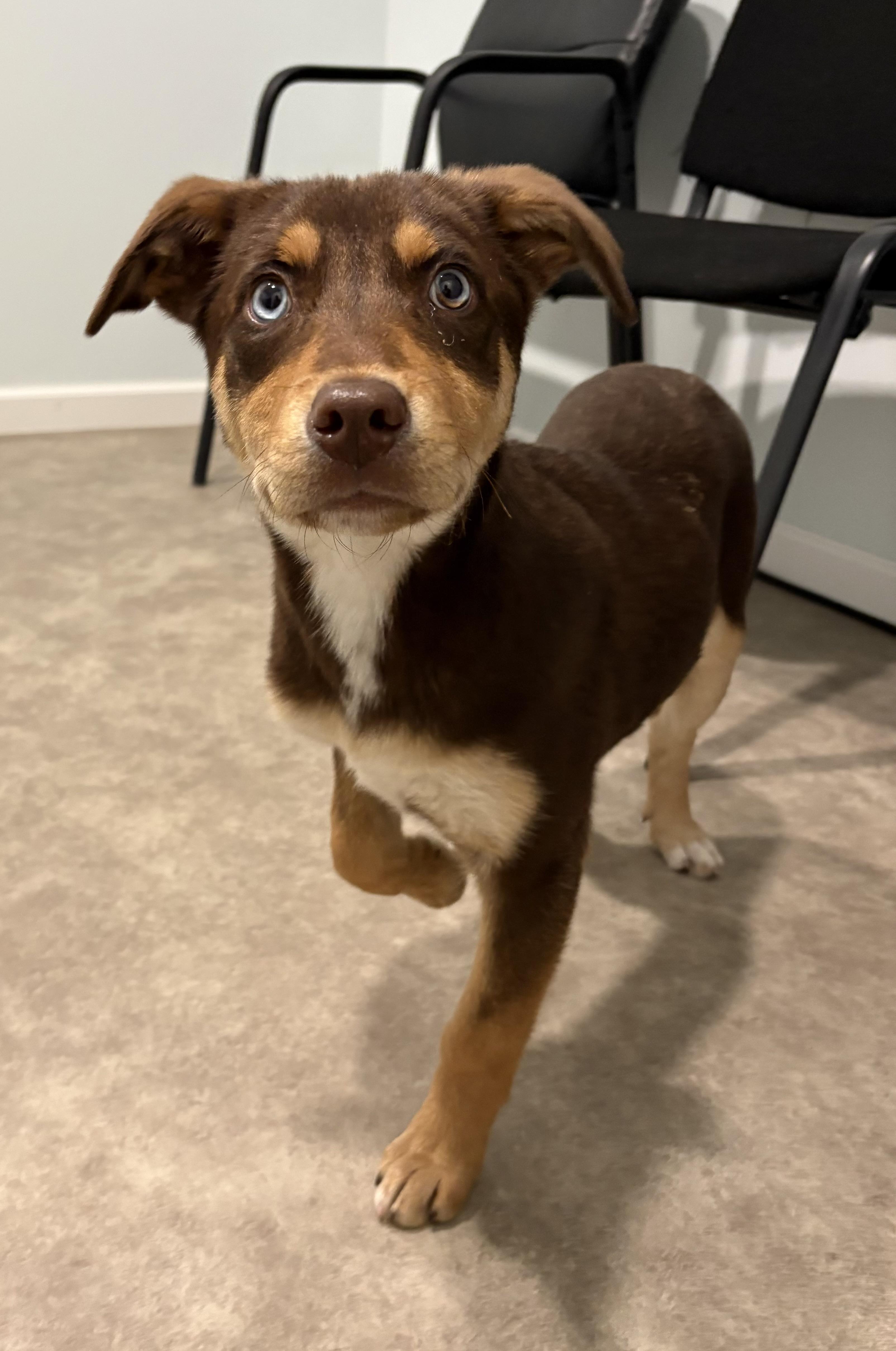 Mozzarella , ADOPTABLE, Puppy Female Labrador Retriever & Catahoula Leopard Dog.