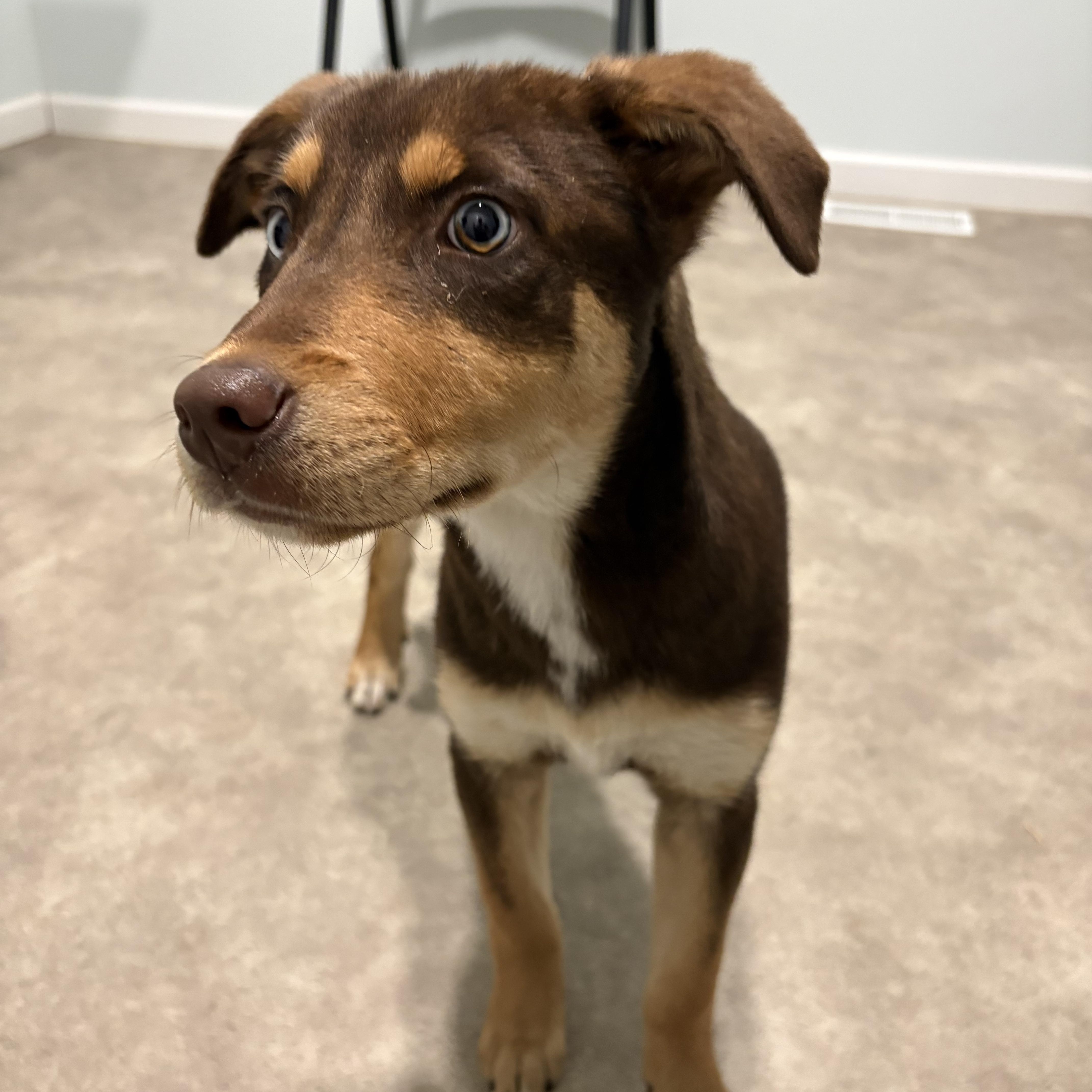 Enlarge Mozzarella , a ADOPTABLE mixed breed in Grant, NE image 3/5