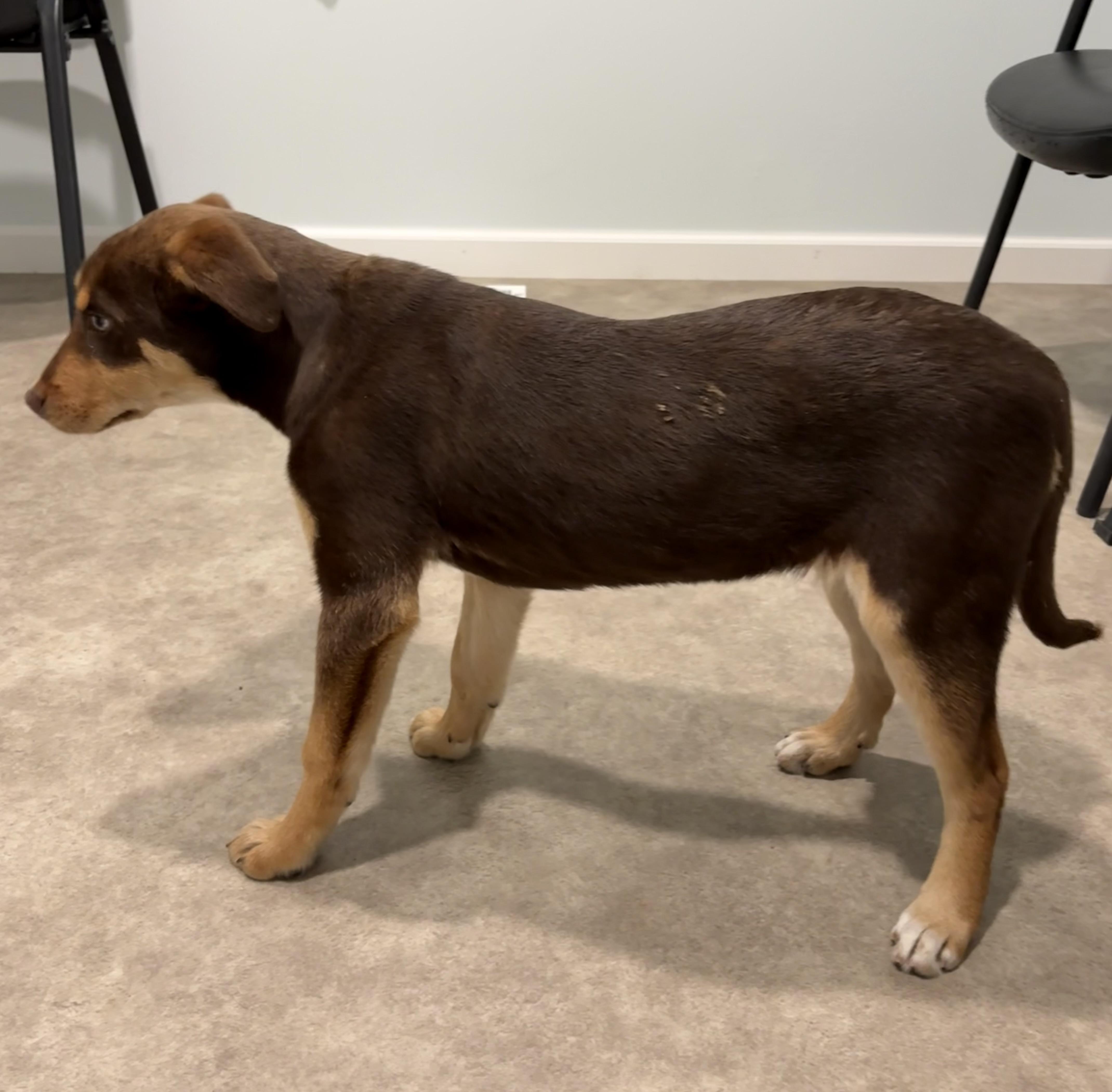 Enlarge Mozzarella , a ADOPTABLE mixed breed in Grant, NE image 4/5