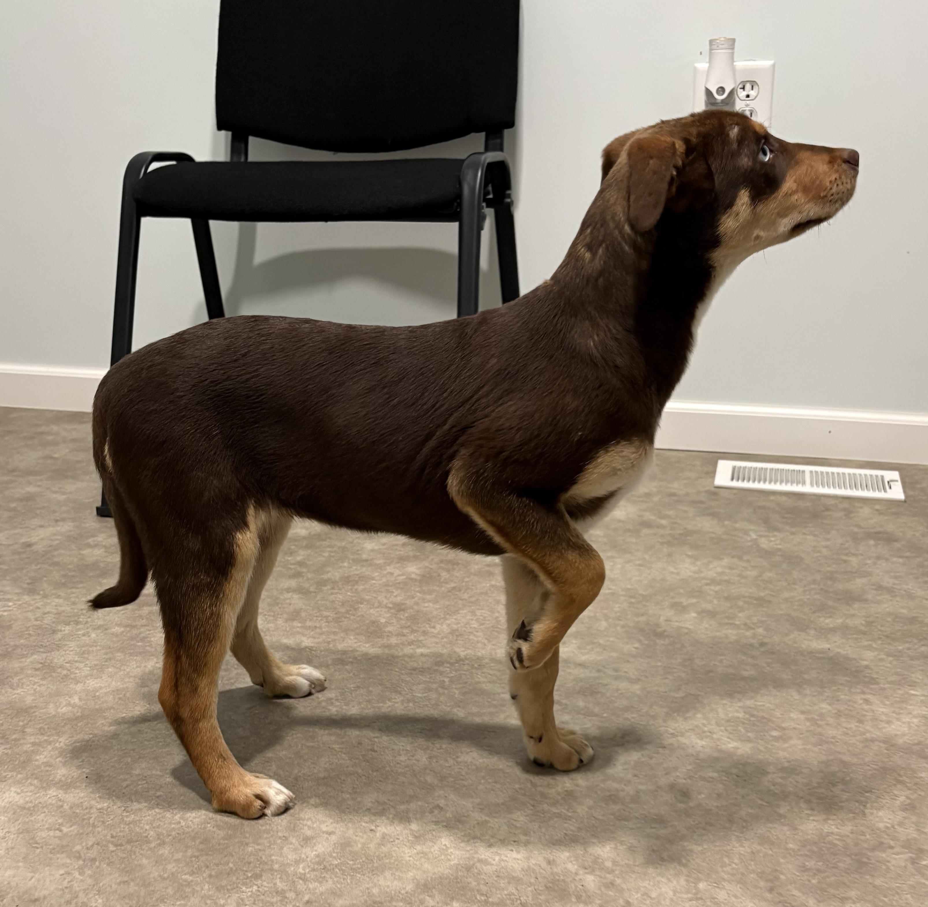 Enlarge Mozzarella , a ADOPTABLE mixed breed in Grant, NE image 5/5