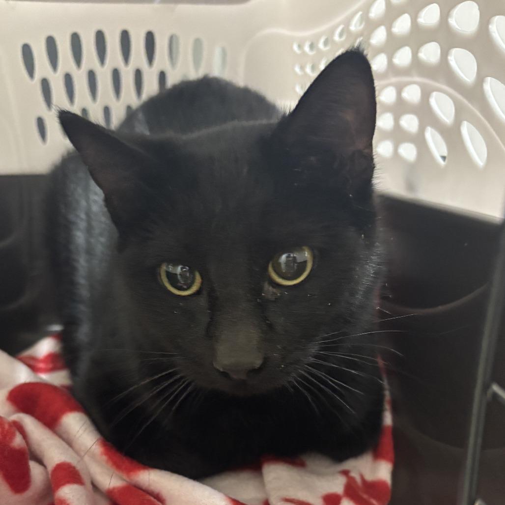 Slick, Adoptable, Young Female Domestic Short Hair.