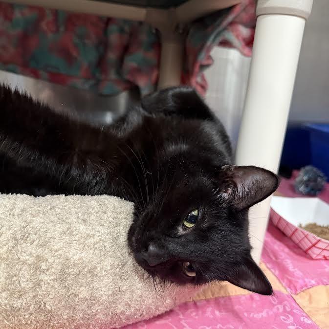 Slick, a Adoptable Domestic Short Hair in Saint Cloud, MN image 2/6