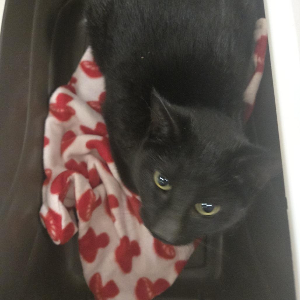 Slick, a Adoptable Domestic Short Hair in Saint Cloud, MN image 2/2