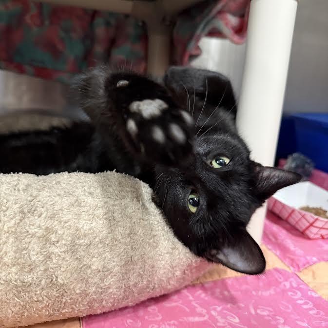 Slick, a Adoptable Domestic Short Hair in Saint Cloud, MN image 4/6