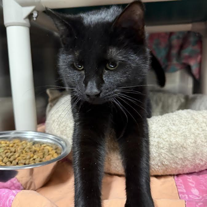 Slick, a Adoptable Domestic Short Hair in Saint Cloud, MN image 6/6