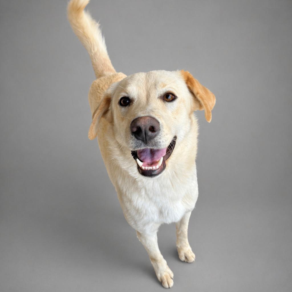Enlarge Limeade, a Adopted Labrador Retriever in Hardeeville, SC image 1/1