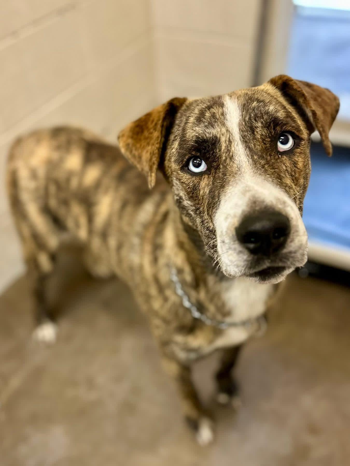 Libra, ADOPTABLE, Adult Male Husky.